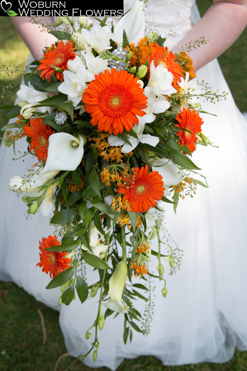 Orange Gerbera, Calla Lilly and Fresia teardrop bouquet at Woodlands Manor.