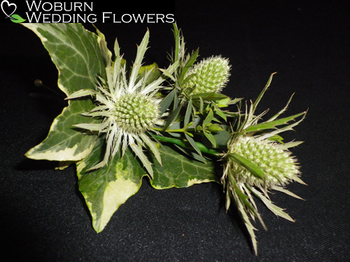 Thistle and variegated Ivy leaf buttonhole.